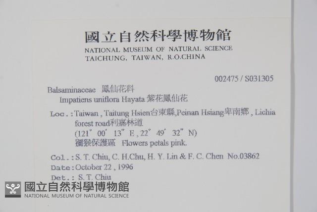 紫花鳳仙花藏品圖，第2張