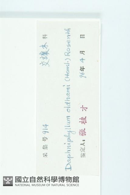 俄氏虎皮楠、蘭嶼虎皮楠、虎皮楠藏品圖，第3張