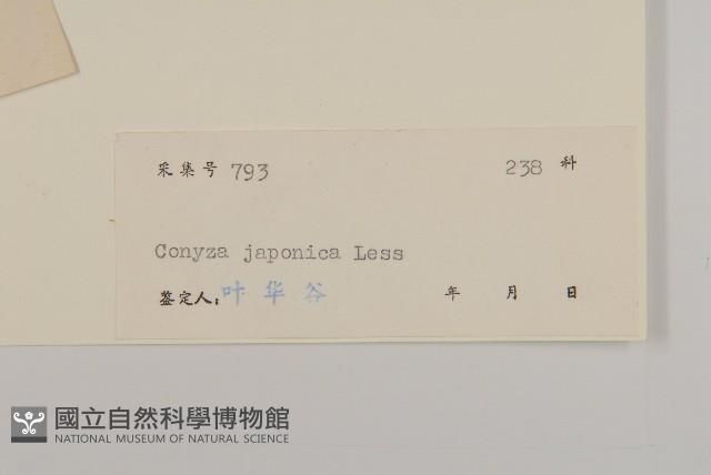 日本假蓬藏品圖，第3張