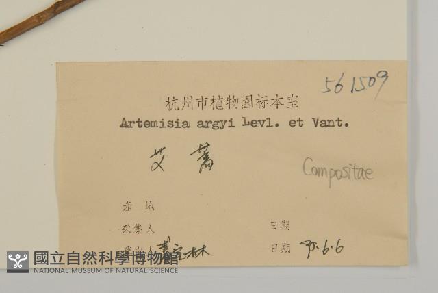 艾蒿藏品圖，第3張