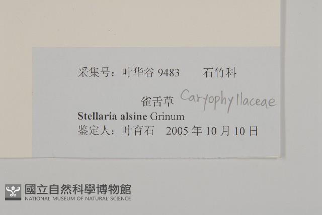 雀舌草藏品圖，第3張