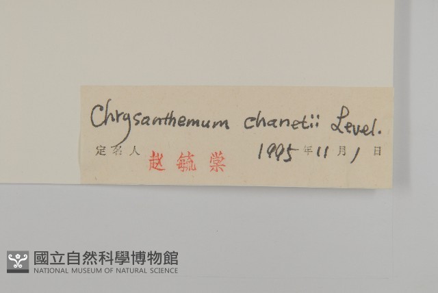 小紅菊藏品圖，第3張