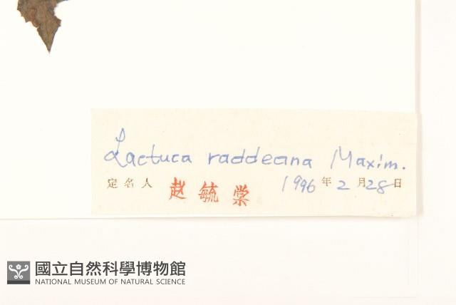 毛脈山蒿苣藏品圖，第3張