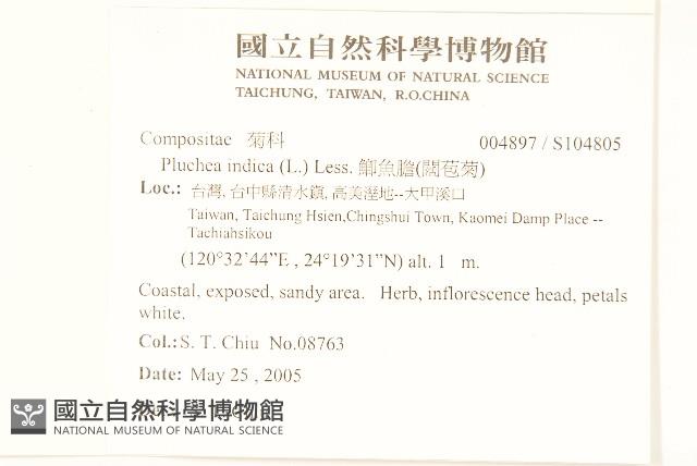 鯽魚膽、闊苞菊藏品圖，第2張