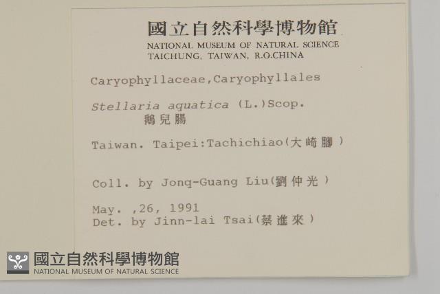 鵝兒腸藏品圖，第2張