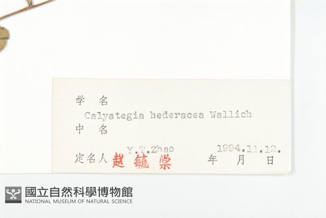 打碗花藏品圖，第3張