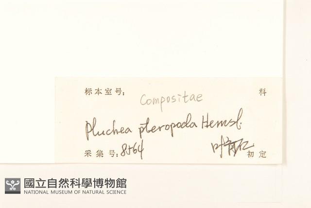 光梗闊苞菊藏品圖，第3張