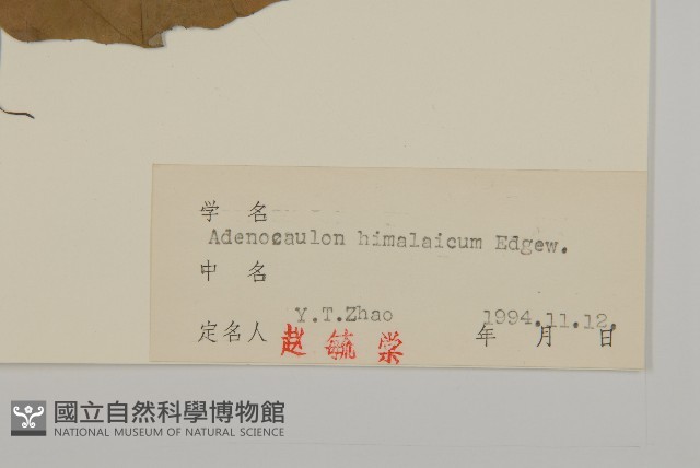 腺梗菜藏品圖，第3張