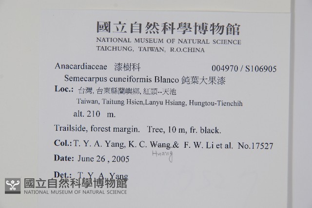鈍葉大果漆, 小葉大果漆藏品圖，第2張