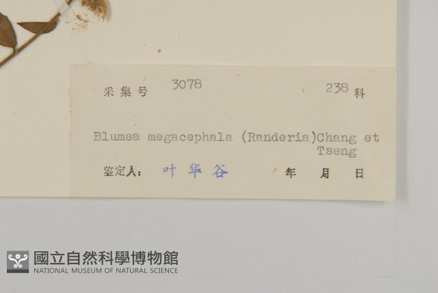 大頭艾納香藏品圖，第3張