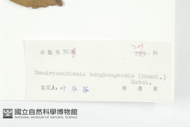 香港四照花藏品圖，第3張