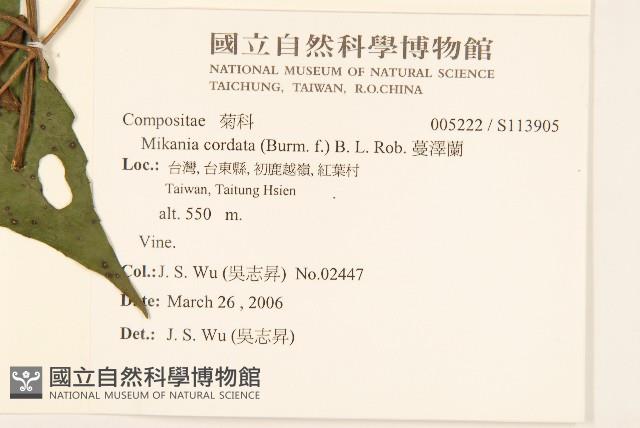 蔓澤蘭藏品圖，第2張