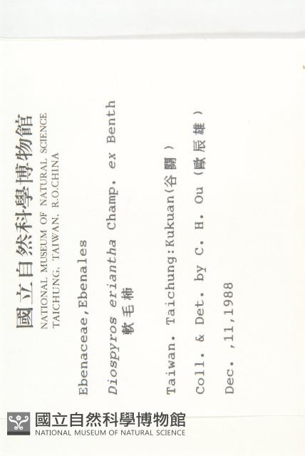 軟毛柿藏品圖，第2張