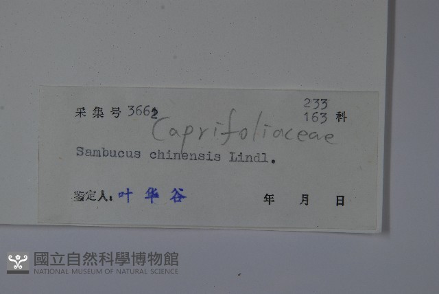冇骨消藏品圖，第2張