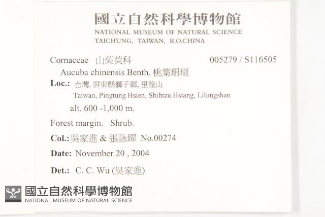 桃葉珊瑚藏品圖，第2張