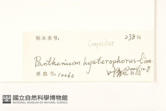 銀膠菊藏品圖，第3張