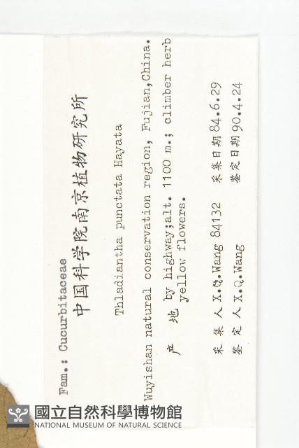 斑花青牛膽藏品圖，第2張