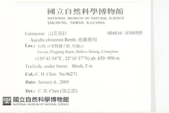 桃葉珊瑚藏品圖，第2張