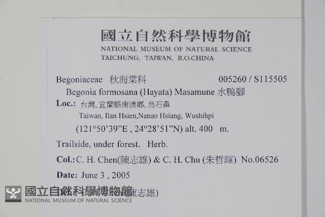 水鴨腳藏品圖，第2張