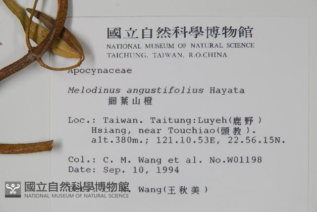 山橙藏品圖，第2張