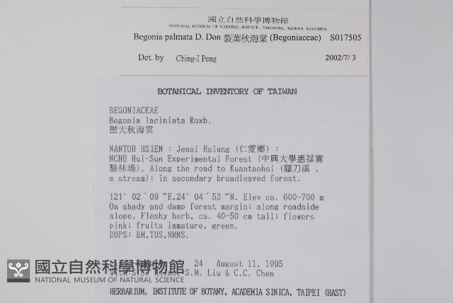 裂葉秋海棠藏品圖，第2張