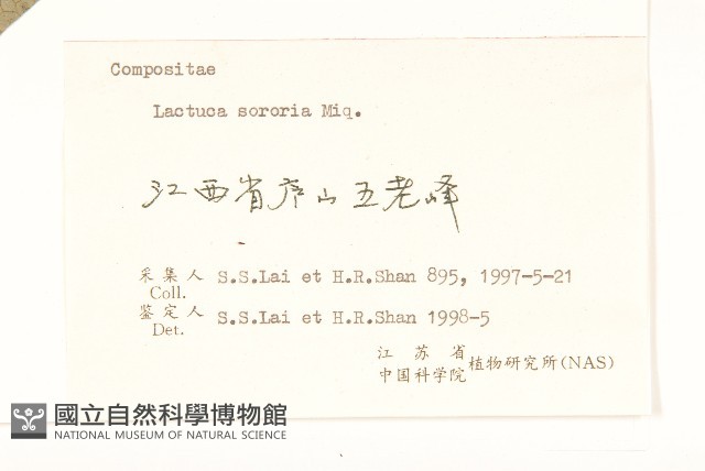 山萵苣藏品圖，第3張