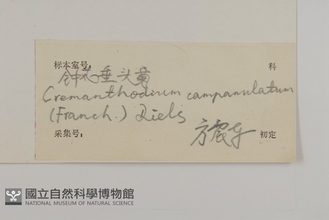 鐘花垂頭菊藏品圖，第3張