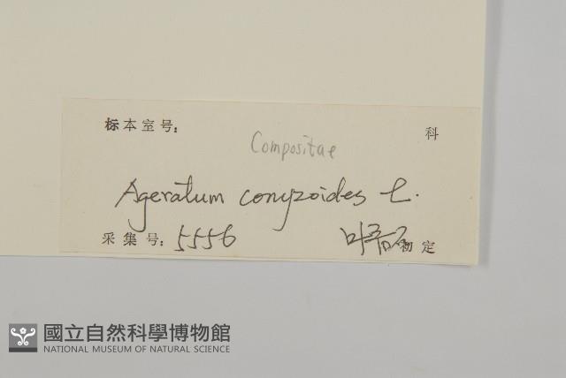 霍香薊藏品圖，第3張