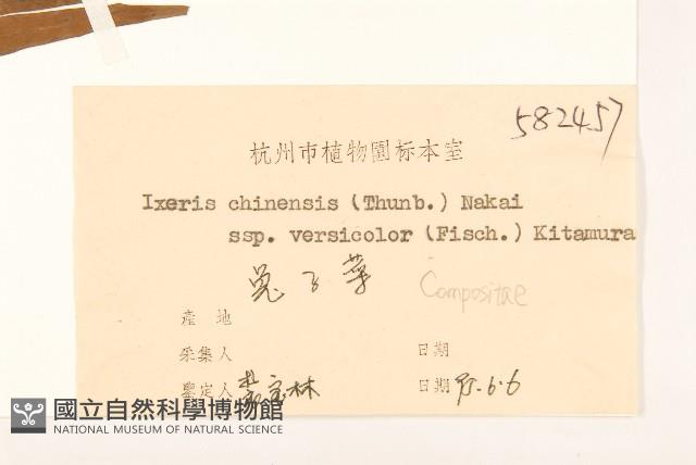 兔子菜藏品圖，第3張