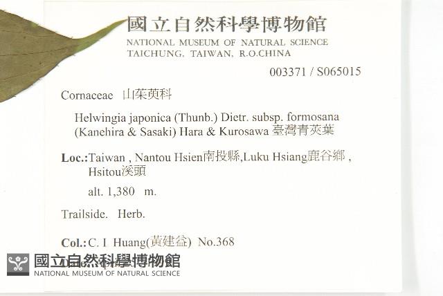 Helwingia Collection Image, Figure 2, Total 2 Figures