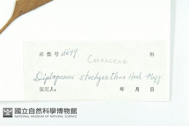 馬蹄參藏品圖，第3張