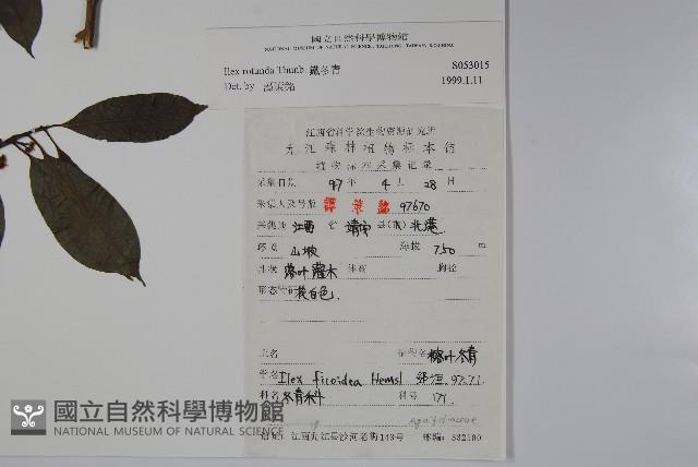 鐵冬青藏品圖，第2張