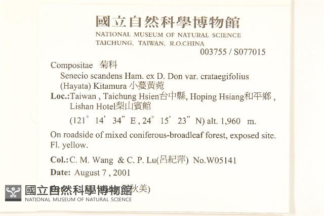 小蔓黃菀藏品圖，第2張