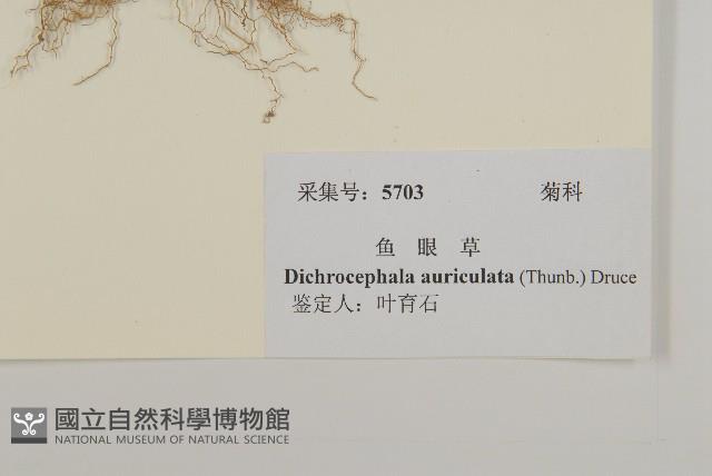 魚眼菊藏品圖，第3張