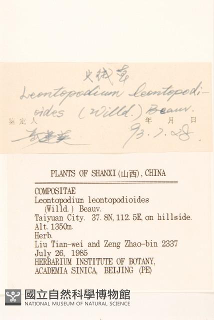 火絨草藏品圖，第3張