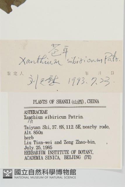 蒼耳藏品圖，第3張