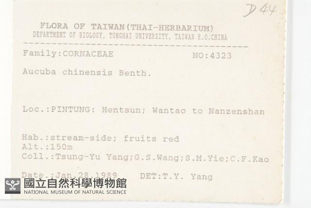 桃葉珊瑚藏品圖，第2張