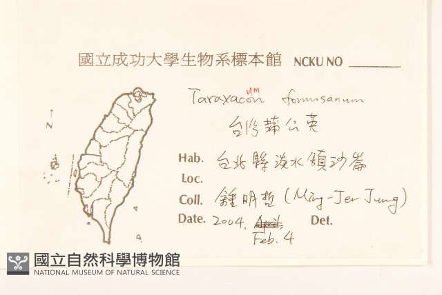 臺灣蒲公英藏品圖，第2張