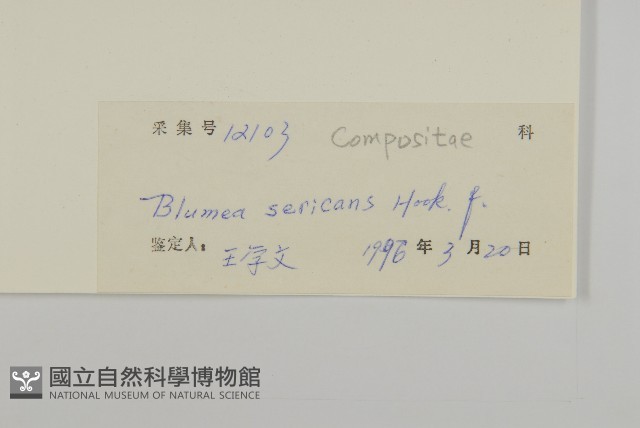 擬毛氈草藏品圖，第3張