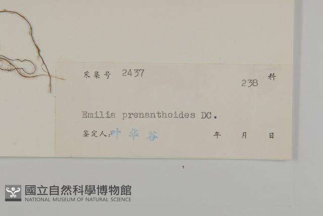 小葉一點紅藏品圖，第3張