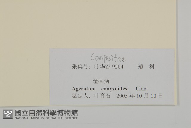 霍香薊藏品圖，第3張