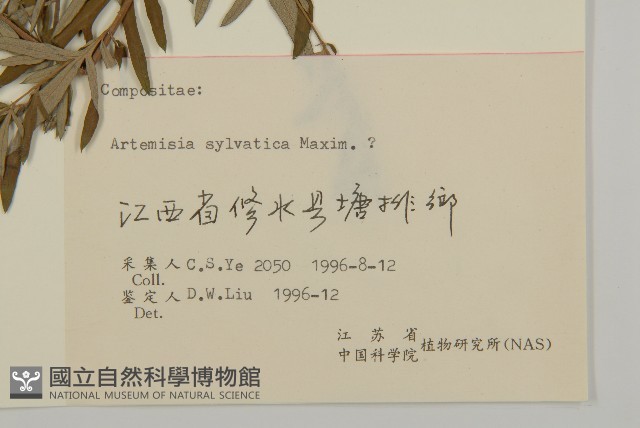 林艾蒿藏品圖，第3張