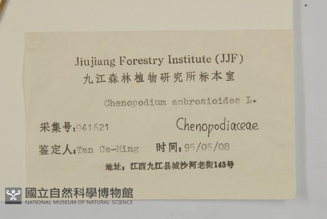 臭杏、土荊芥藏品圖，第3張