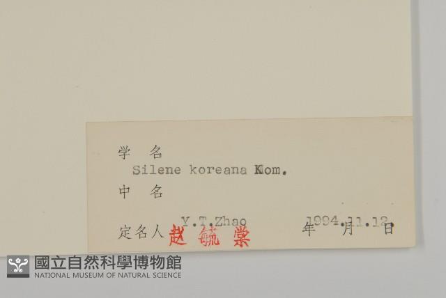 朝鮮麥瓶草藏品圖，第3張