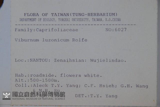 呂宋莢迷藏品圖，第2張