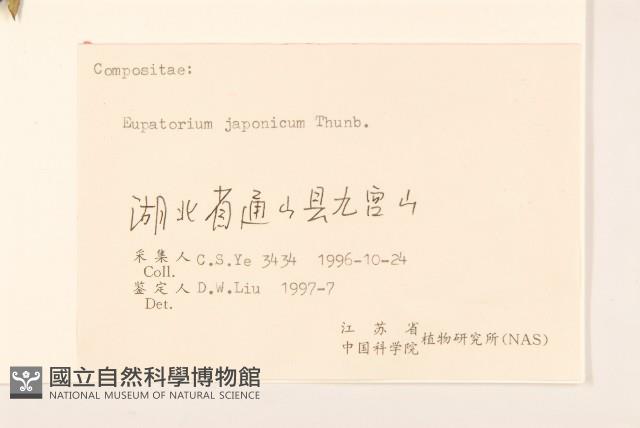 佩蘭、澤蘭藏品圖，第3張