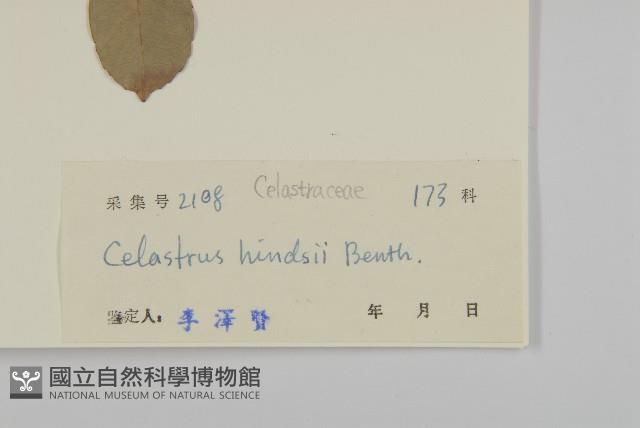 南華南蛇藤，青江藤藏品圖，第3張