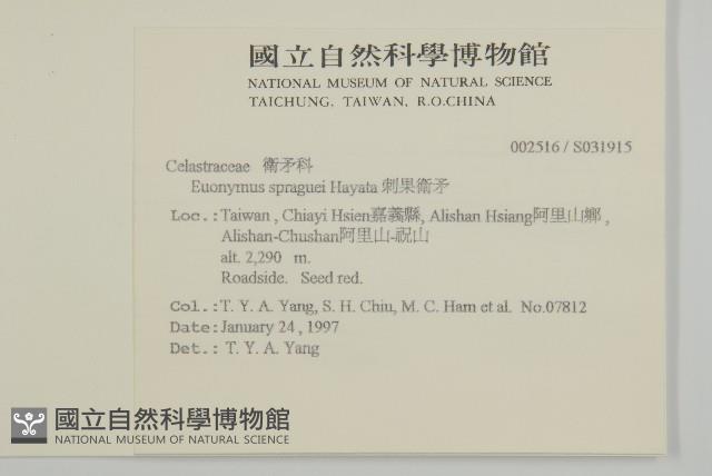 刺果衛矛藏品圖，第2張