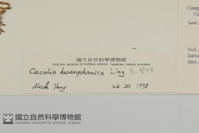 黃山蟹甲草藏品圖，第3張