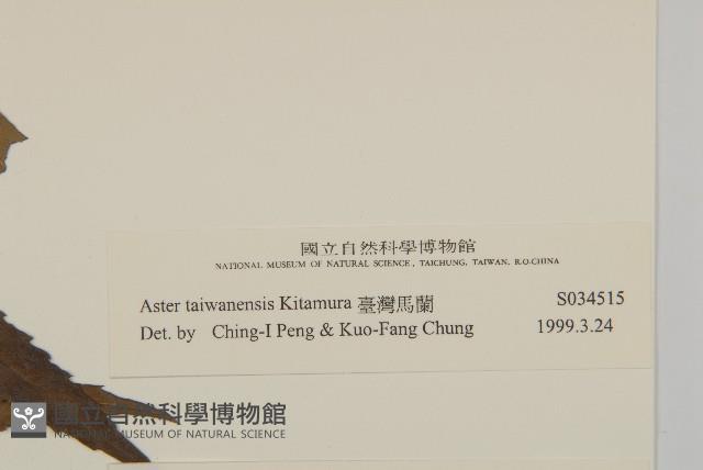 臺灣馬蘭藏品圖，第3張